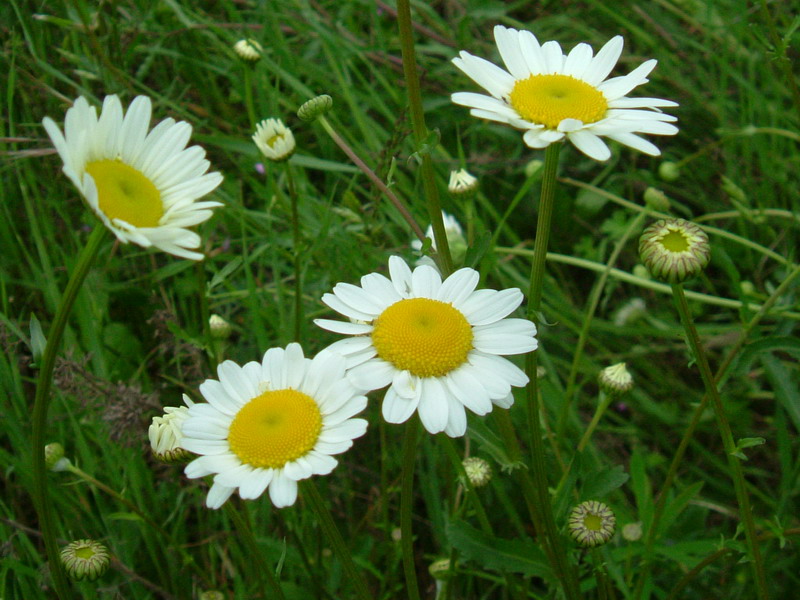 Margheritone - Leucanthemum vulgare